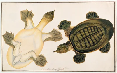 River Turtle, Labie Labu, from Drawings of Animals, Insects and Reptiles from Malacca